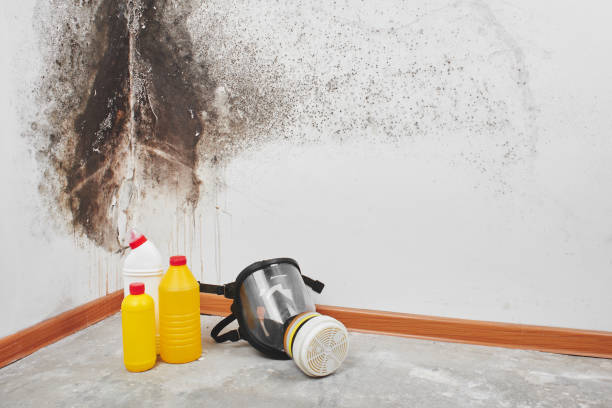 Best Attic Mold Removal  in Highland, IL