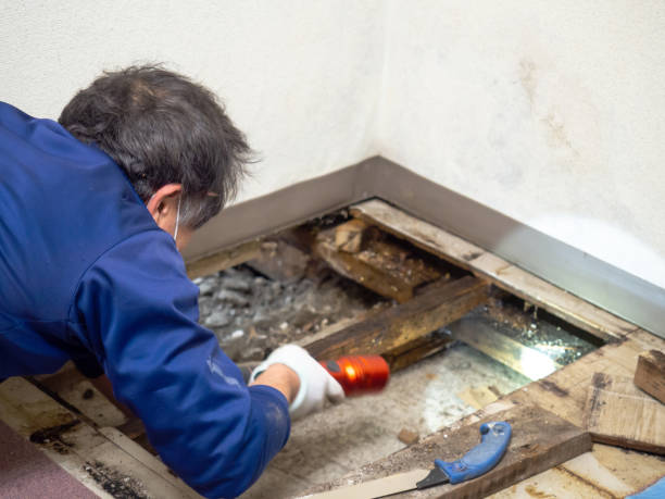 Best Mold Remediation Services  in Highland, IL