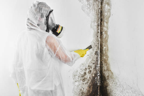 Best Office Mold Removal Services  in Highland, IL