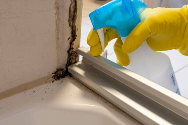 Best Emergency Mold Removal  in Highland, IL