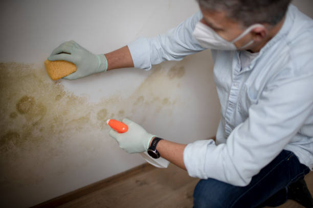 Best Professional Mold Removal  in Highland, IL