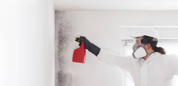 Best Mold Removal Near Me  in Highland, IL