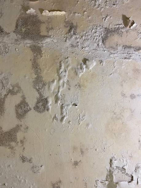 Best Residential Mold Removal  in Highland, IL