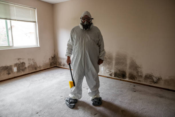 Trusted Highland, IL Mold Removal Experts