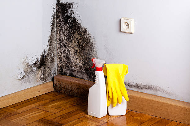 Best Same-Day Mold Removal  in Highland, IL