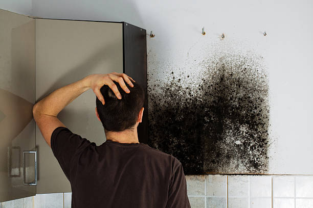 Best Residential Mold Removal  in Highland, IL