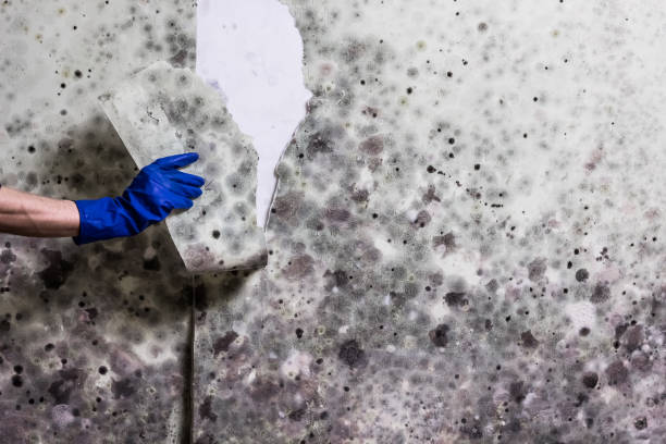 Best Mold Removal Near Me  in Highland, IL