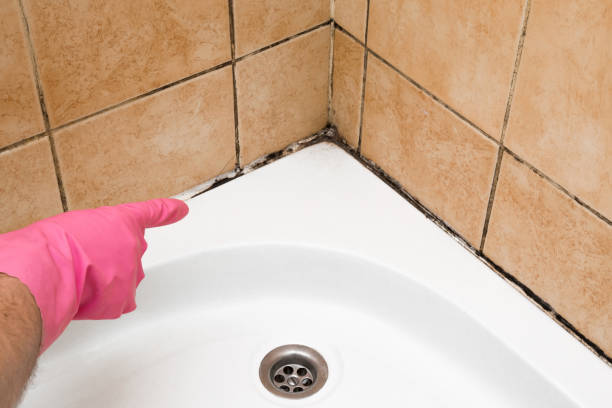 Best Professional Mold Removal  in Highland, IL